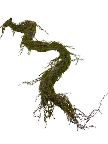 Korzeń omszony 170 cm 