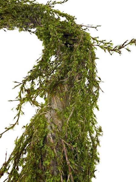 Korzeń omszony 170 cm 