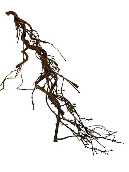 Korzeń brązowy omszony 110 cm