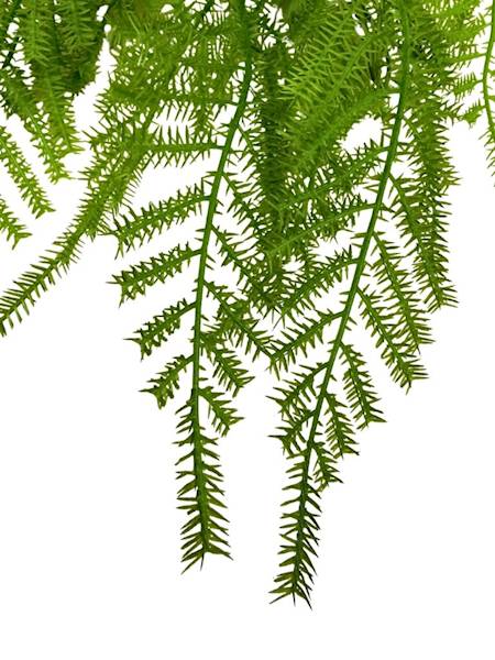 Bukiet asparagus 58 cm