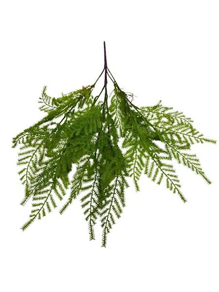 Bukiet asparagus 58 cm