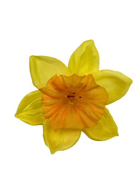 Żonkil główka 12 cm żółty