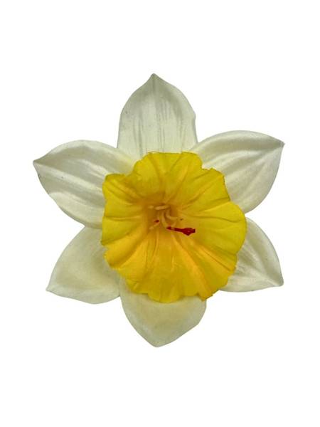 Żonkil główka 12 cm kremowo żółty