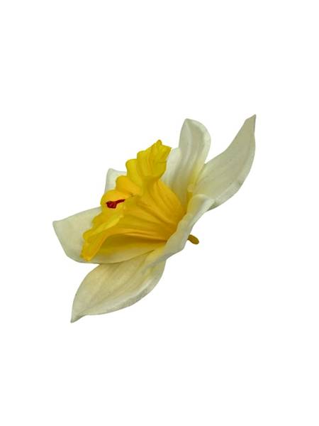 Żonkil główka 12 cm kremowo żółty