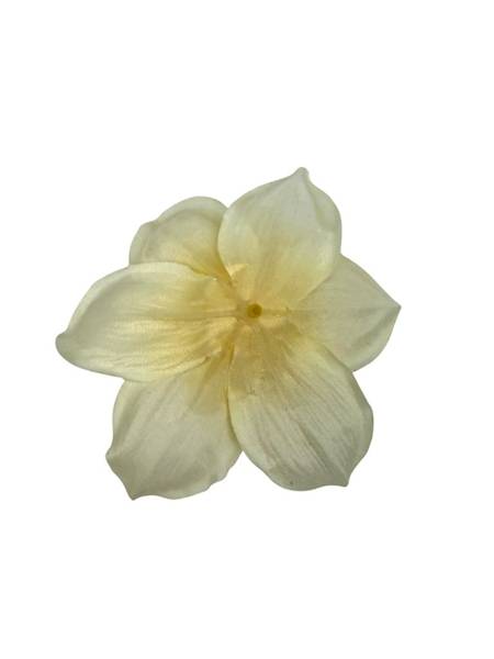 Żonkil główka 12 cm kremowo żółty