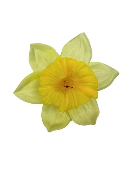 Żonkil główka 12 cm jasno żółty