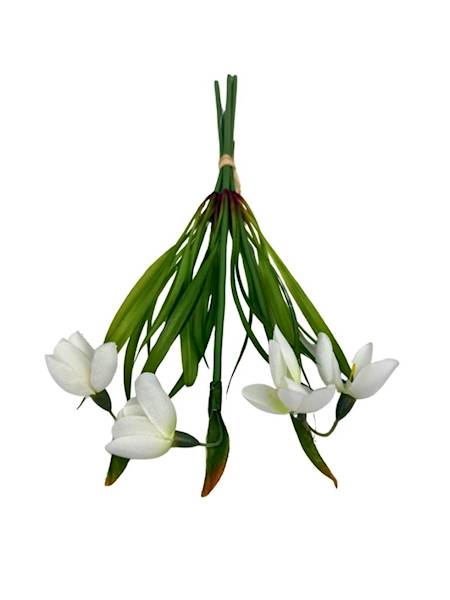 Przebiśniegi wiązka 27 cm 