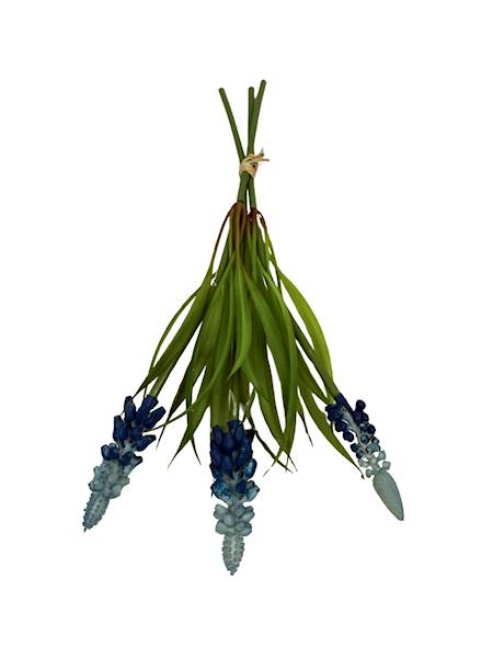 Szafirki wiązka 27 cm niebieskie