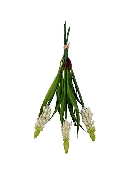 Szafirki wiązka 27 cm kremowe