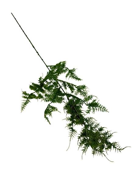 Plimozus gałązka zielona 60 cm