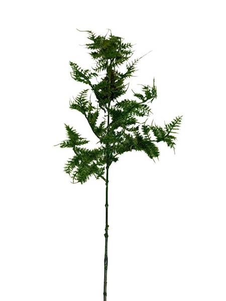 Plimozus gałązka zielona 60 cm