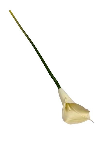 Kalia gumowa 70 cm kremowa