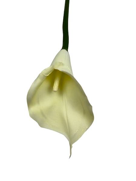 Kalia gumowa 70 cm kremowa