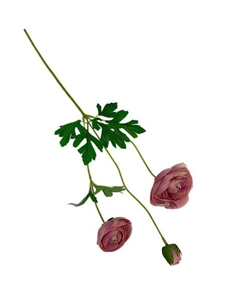 Pełnik gałązka 53 cm brudny fiolet