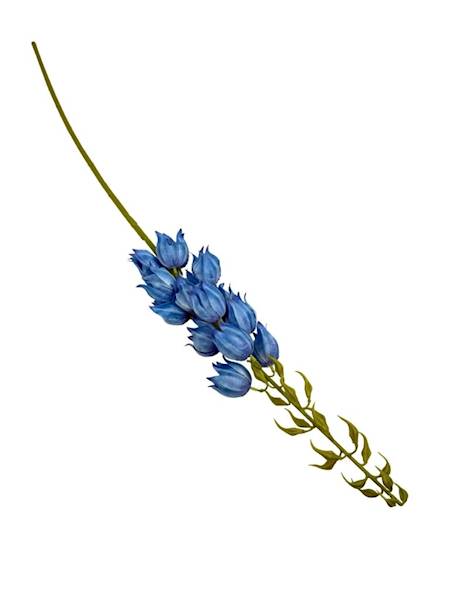 Juka gałązka 97 cm niebieska