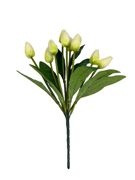 Bukiet 9 tulipanów 40 cm kremowy z zielonym