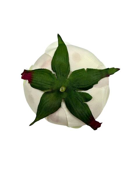 Róża główka 8 cm jasna brzoskwinia i zielony