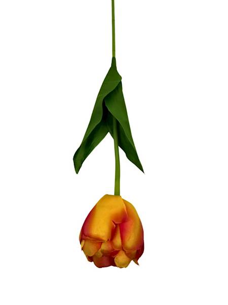 Tulipan gałązka 55 cm pomarańczowy
