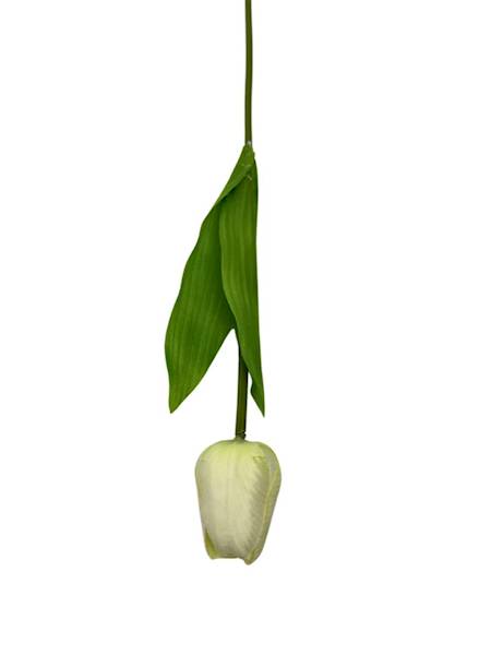 Tulipan gałązka 49 cm kremowy