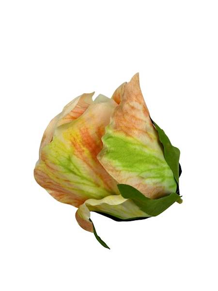 Róża główka 10 cm brzoskwiniowa