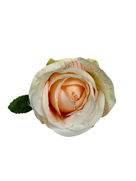 Róża główka 6 cm jasna brzoskwinia