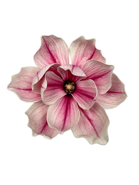 Magnolia piankowa główka 15 cm różowo biała