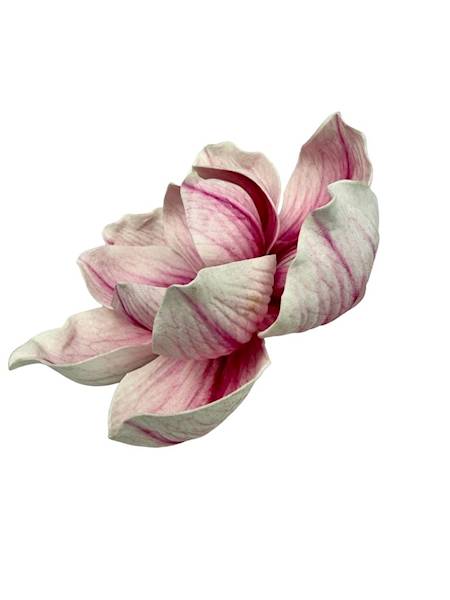 Magnolia piankowa główka 15 cm różowo biała