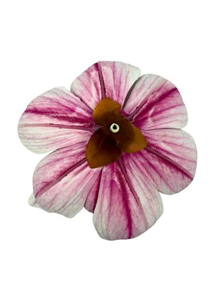 Magnolia piankowa główka 15 cm różowo biała