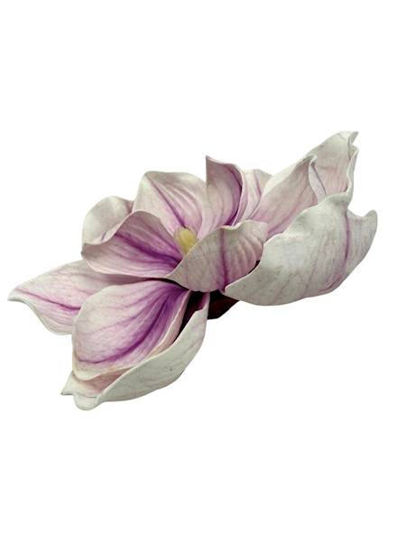 Magnolia piankowa główka 15 cm fioletowo biała