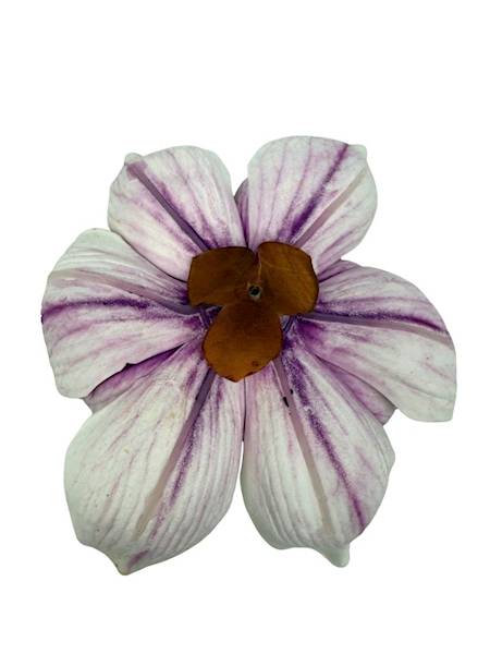 Magnolia piankowa główka 15 cm fioletowo biała