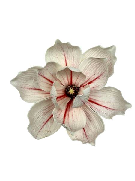 Magnolia piankowa główka 15 cm biało czerwona