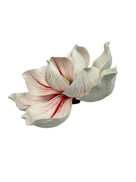 Magnolia piankowa główka 15 cm biało czerwona