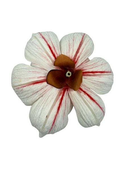 Magnolia piankowa główka 15 cm biało czerwona