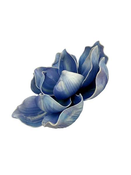Magnolia piankowa główka 15 cm niebieska