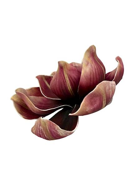 Magnolia piankowa główka 15 cm bordowa