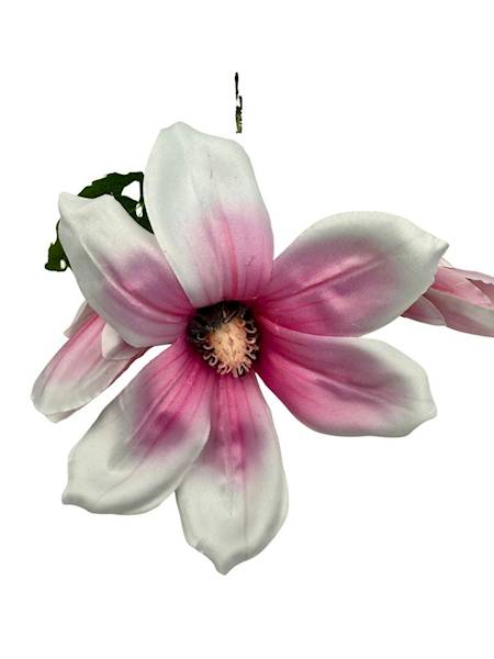 Magnolia gałązka 92 cm biało różowa