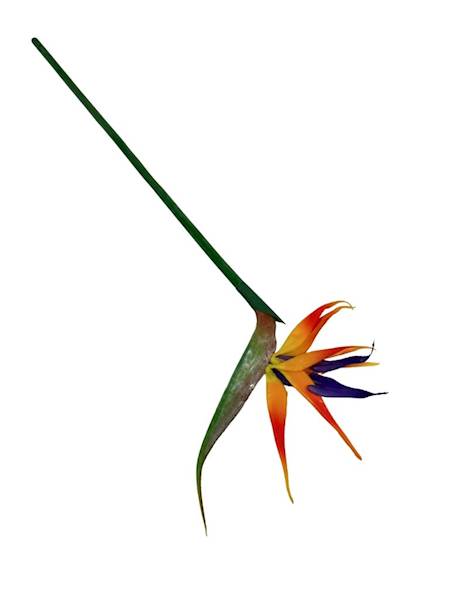 Strelicja gumowa 84 cm