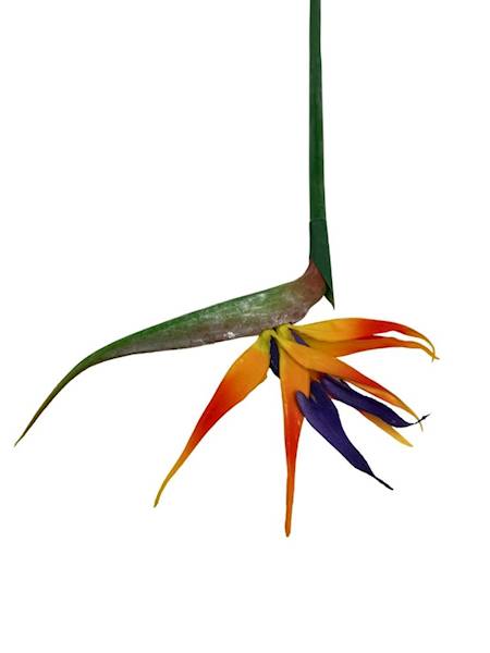 Strelicja gumowa 84 cm