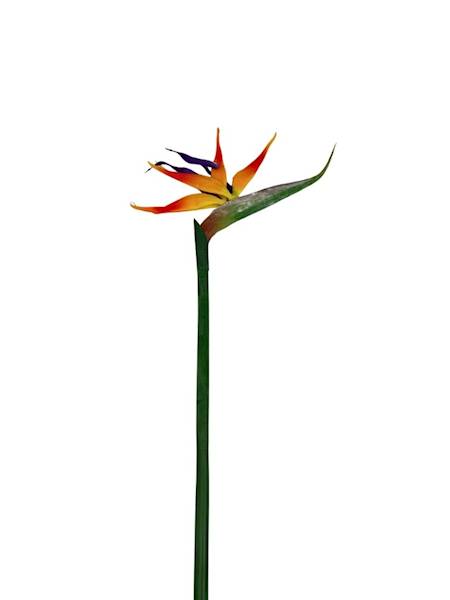 Strelicja gumowa 84 cm