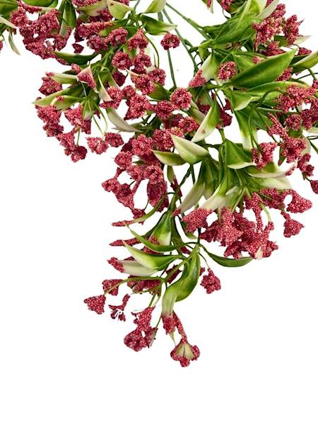 Gałązka kuleczki 80 cm jasno czerwona