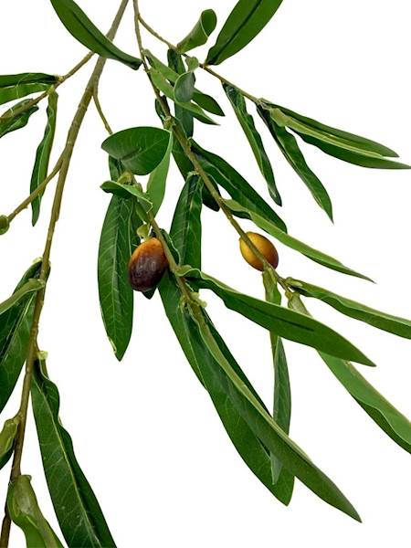 Oliwka gałązka oliwna 92 cm