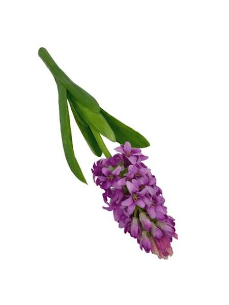 Hiacynt 40 cm różowy