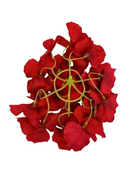 Hortensja główka 15 cm czerwona