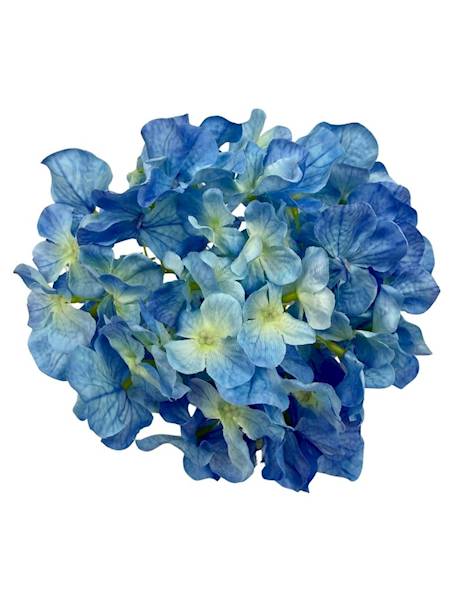 Hortensja główka 20 cm niebieska
