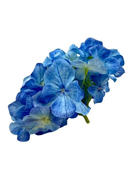 Hortensja główka 20 cm niebieska
