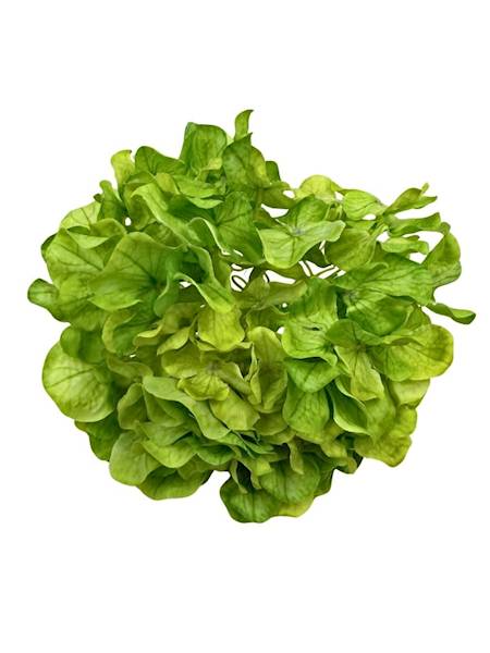 Hortensja główka 20 cm zielona