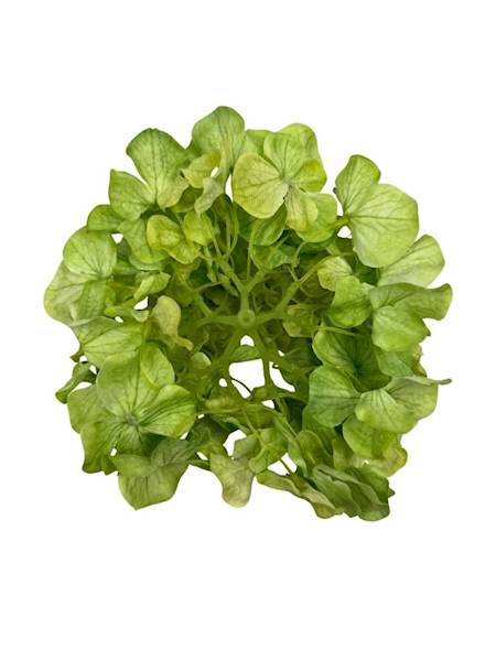 Hortensja główka 20 cm zielona