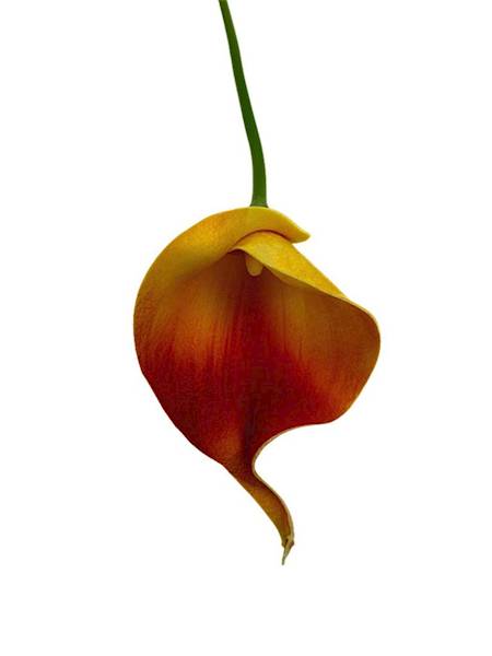 Kantadeska kalia gałązka 33 cm pomarańczowa