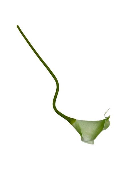 Kantadeska kalia gałązka 33 cm zielona