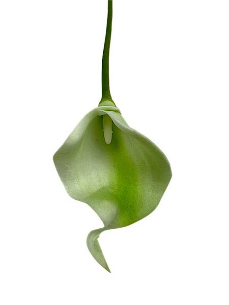 Kantadeska kalia gałązka 33 cm zielona